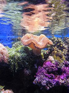underwater photography of coral thumbnail