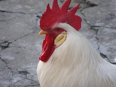 closeup photo of white rooster thumbnail
