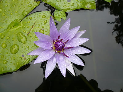 purple petaled flower thumbnail