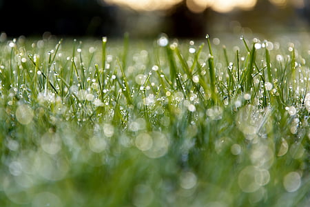 focus photography of grass thumbnail