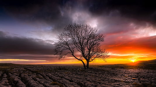 black hallow tree under golden hour thumbnail