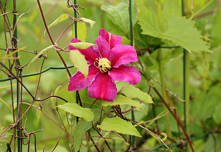 red and purple clematis flower in close-up photography thumbnail