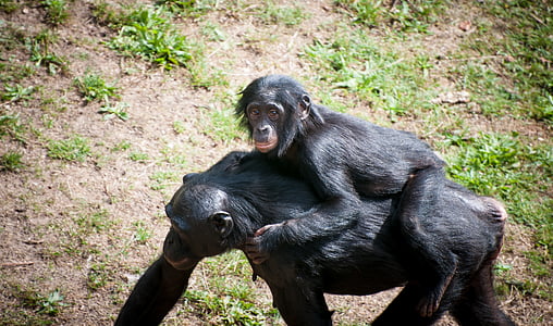 two black monkeys thumbnail
