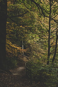 bridge under green and yellow trees during daytime thumbnail