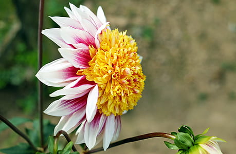 pink, white, and yellow flower thumbnail