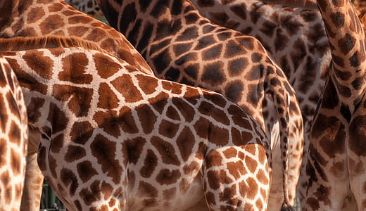 group of giraffe thumbnail