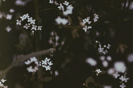 green leafed plant with white flowers thumbnail