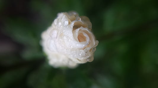 Flower budding. thumbnail