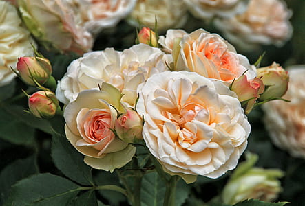 white and pink flowers shallow focus photography thumbnail