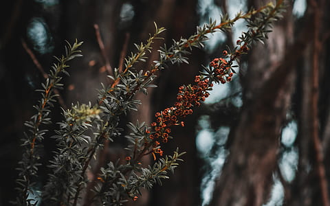 selective focus photography of plants near trees thumbnail