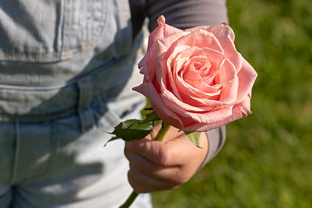 child holding pink rose thumbnail