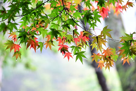 selective focus photography of maple leaves at daytime thumbnail