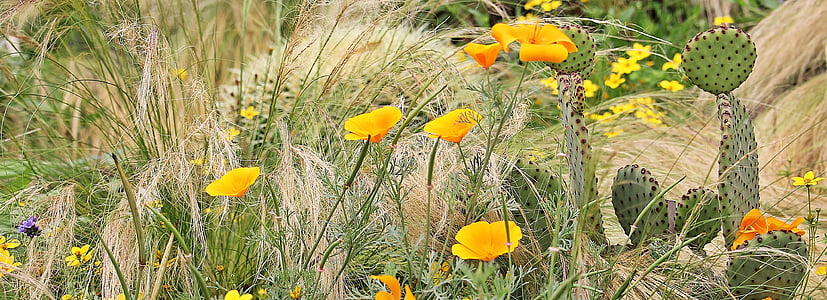 yellow flower thumbnail
