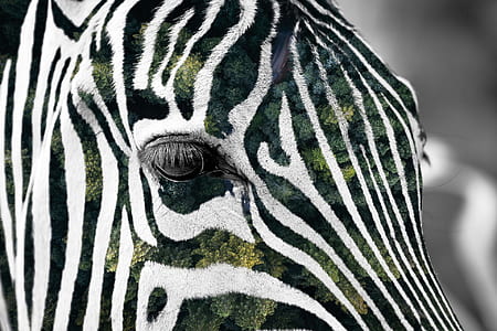 Zebra in close-up photo during daytime thumbnail