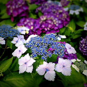 shallow focus blue and white flowers thumbnail