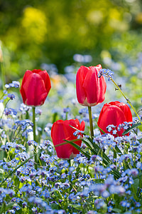 red tulip flower thumbnail