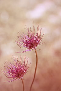 pink petaled flowers thumbnail