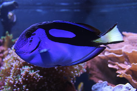 blue and black tang fish thumbnail