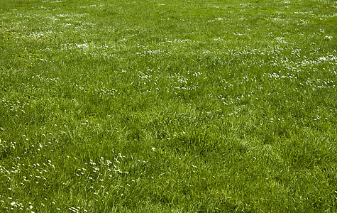 green grass thumbnail