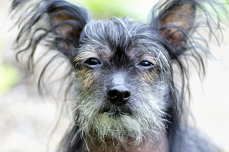Chinese Crested Dog, Hairless Dog thumbnail