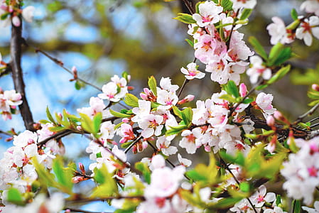 cherry blossoms thumbnail