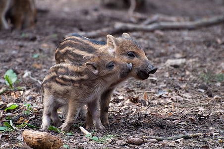 two brown-and-black piglets on ground thumbnail