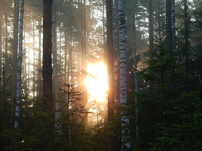 sunlight passing through trees thumbnail