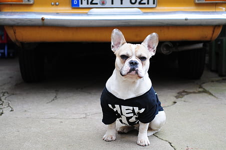 white dog wearing black shirt thumbnail