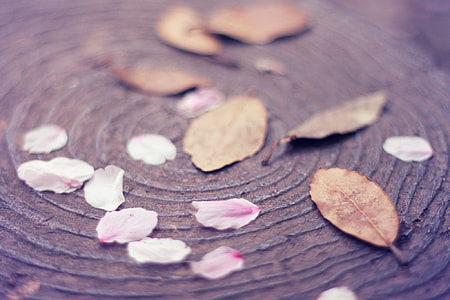 leaves photography thumbnail