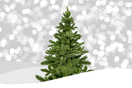 photo of green Christmas tree thumbnail
