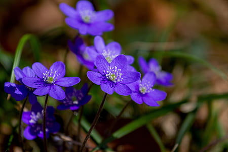 selective focus photo of purple petaled flowers thumbnail