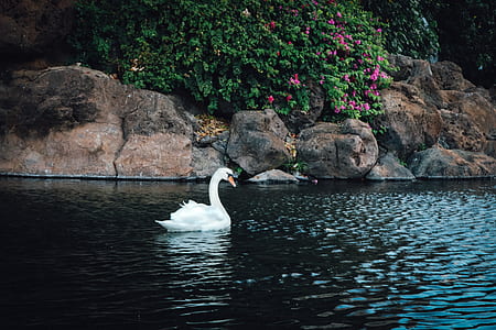 white swan in body of water thumbnail