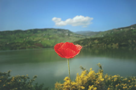 red poppy flower in bloom at daytime thumbnail