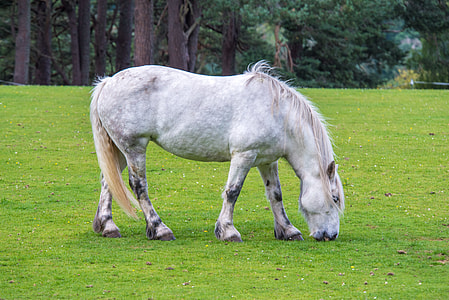 white horse on grass thumbnail