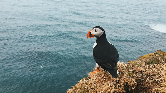 Puffin bird on rock cliff thumbnail