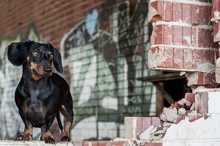 rule of thirds photography of adult black and brown dachshund thumbnail