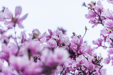 purple flowers thumbnail