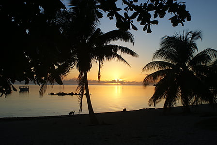 silhouette of coconut tree near sea during golden hour thumbnail