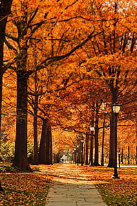 concrete road under tress thumbnail