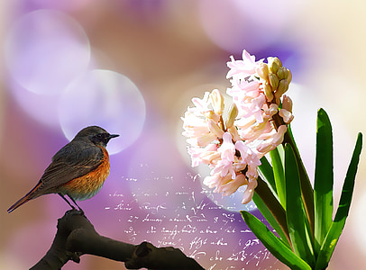 gray bird on tree branch thumbnail