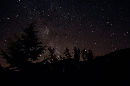 silhouette of trees thumbnail