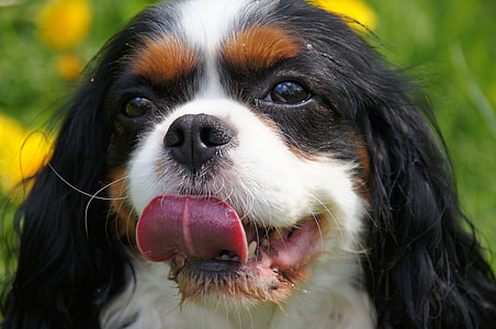 selective focus photo of black, tan, and white Cavalier King Charles spaniel thumbnail