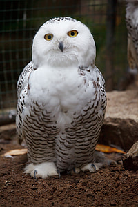 closed up photo of black and white owl thumbnail