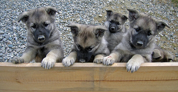 Norwegian Elkhound puppy litter thumbnail