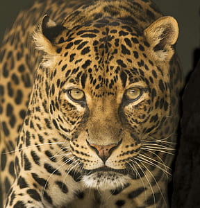 shallow focus photography of cheetah thumbnail