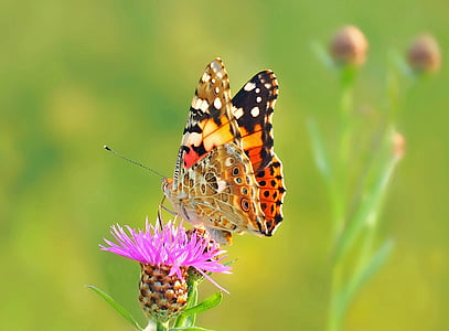 focused photo of a brown butterfly on purple petaled flower thumbnail