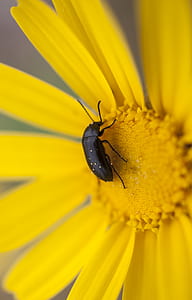 closeup photography of black beetle perched on yellow flower thumbnail
