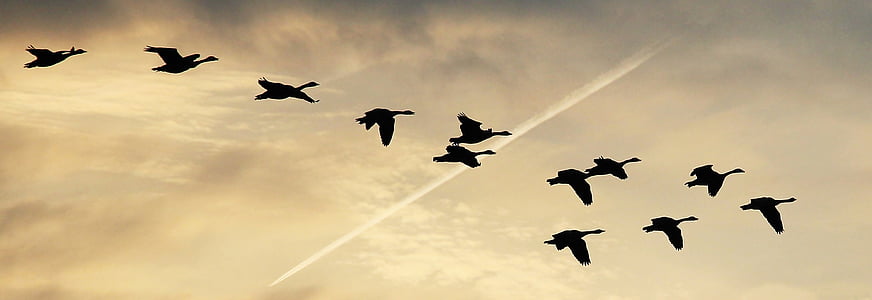 flock of canada geese silhouette photography thumbnail