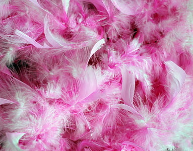 pink and white feathers thumbnail