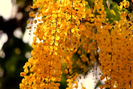 closeup photography of brown leaf trees at daytime thumbnail